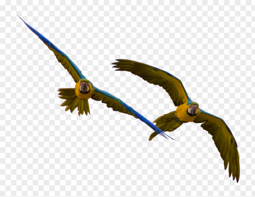 Parrot Bebop 2 Bird Macaw PNG