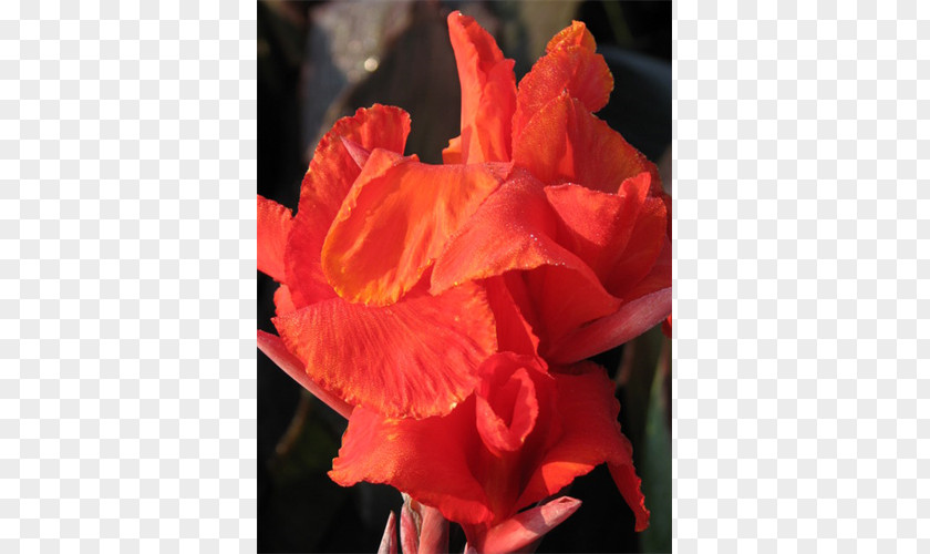 Plant Flower Garden Edible Canna Gladiolus PNG