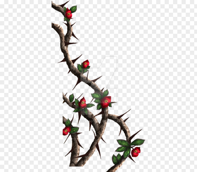 Rose Thorns, Spines, And Prickles Crown Of Thorns Clip Art PNG