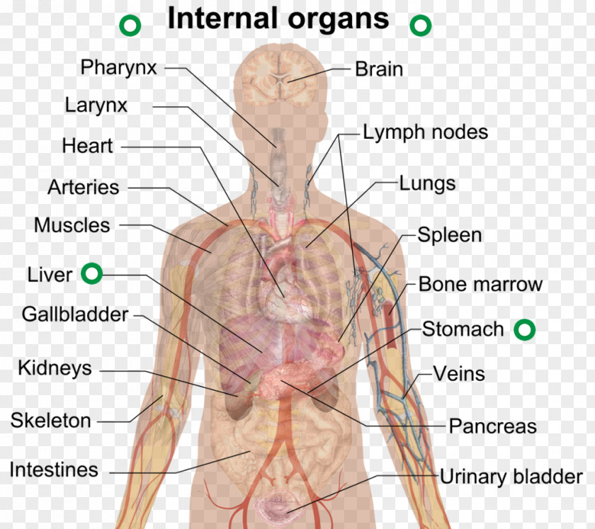 Allergy Anaphylaxis Food Symptom Epinephrine Autoinjector PNG