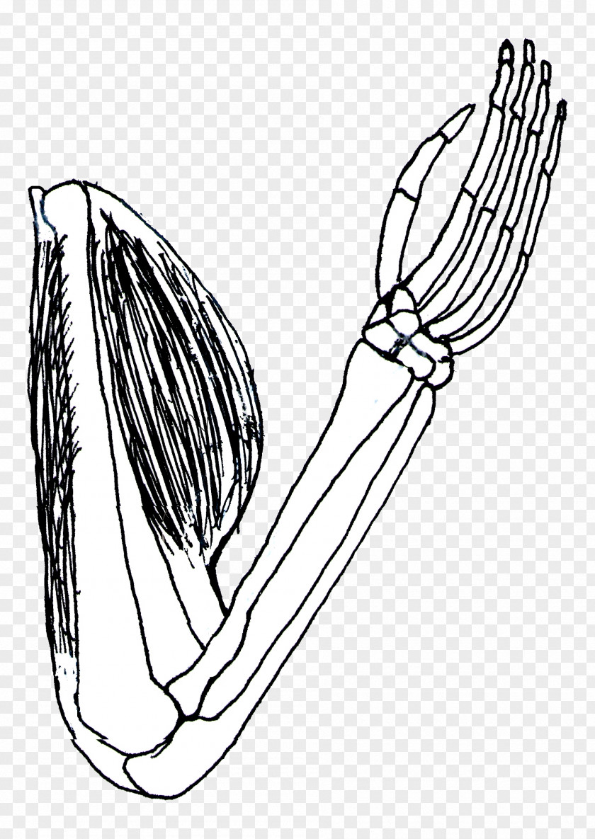 Bicep Cliparts Biceps Triceps Brachii Muscle Human Skeleton Clip Art PNG