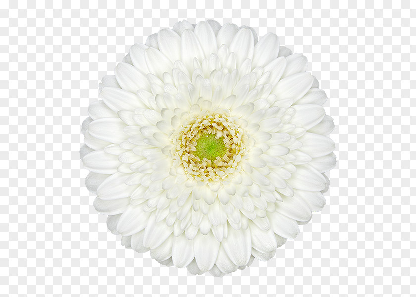 Chrysanthemum Transvaal Daisy Family Cut Flowers Carnation PNG