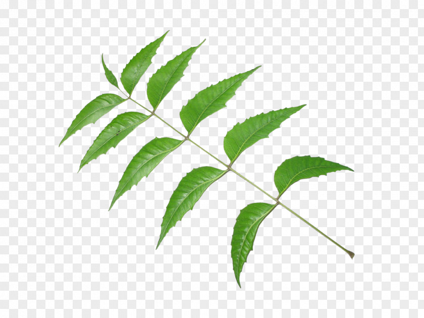 Leaf Neem Tree Oil Pimenta Racemosa PNG