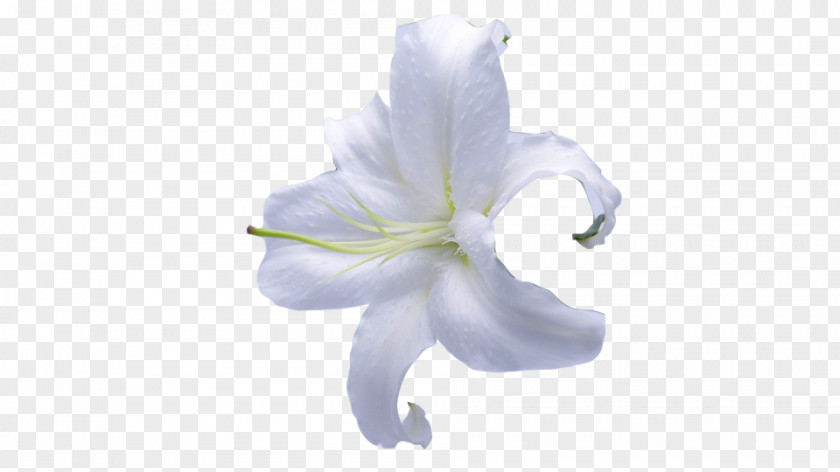 HD Lily Lilium Flower PNG