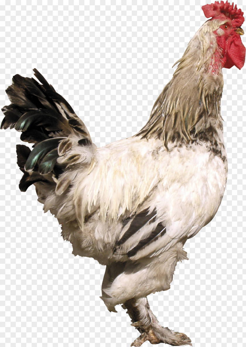 Pin Rooster Chicken Image Bird Joke PNG