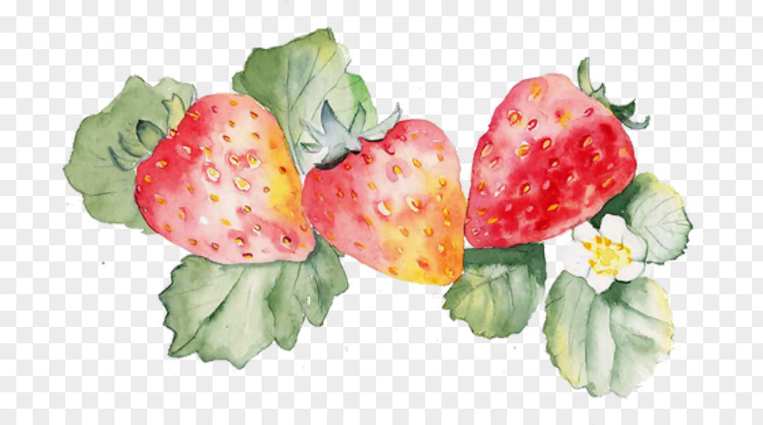 Strawberry Plant Watercolor Painting Design Image Art Graphics PNG