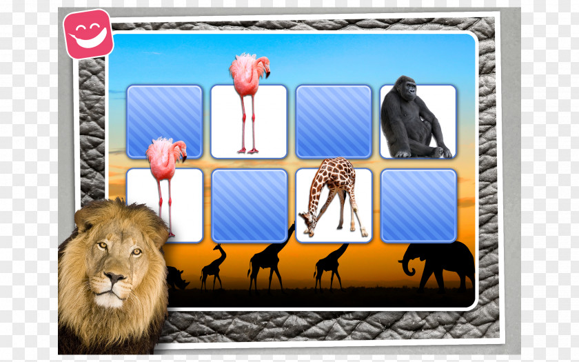 Africa God's Mirror Leader's Edition Fauna Of Zoo Picture Frames PNG
