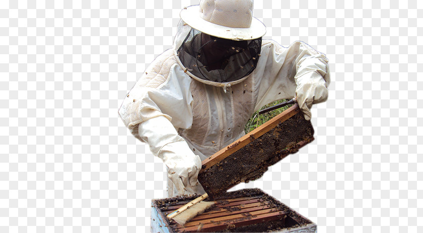 Colmeia De Abelha Beekeeper Itatiba Beekeeping Apitherapy Beehive PNG