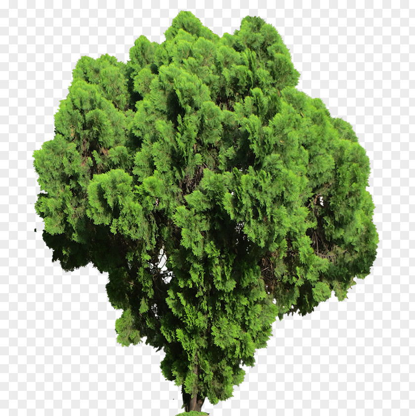 Fern Lycopodiophyta Plant Shrub Tree PNG