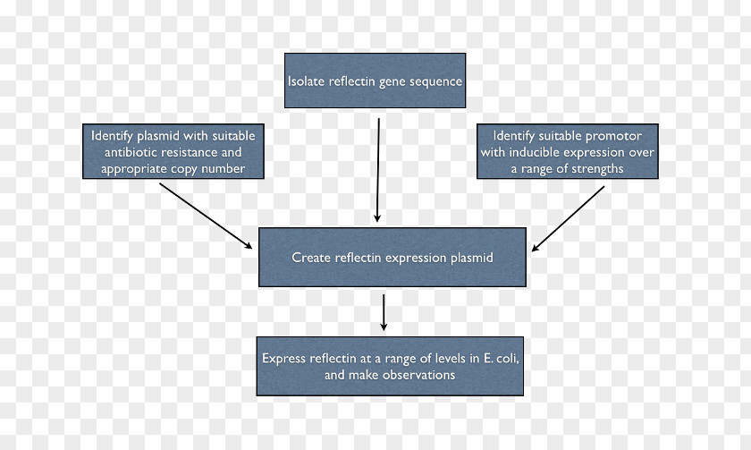 Line Brand Organization Angle PNG