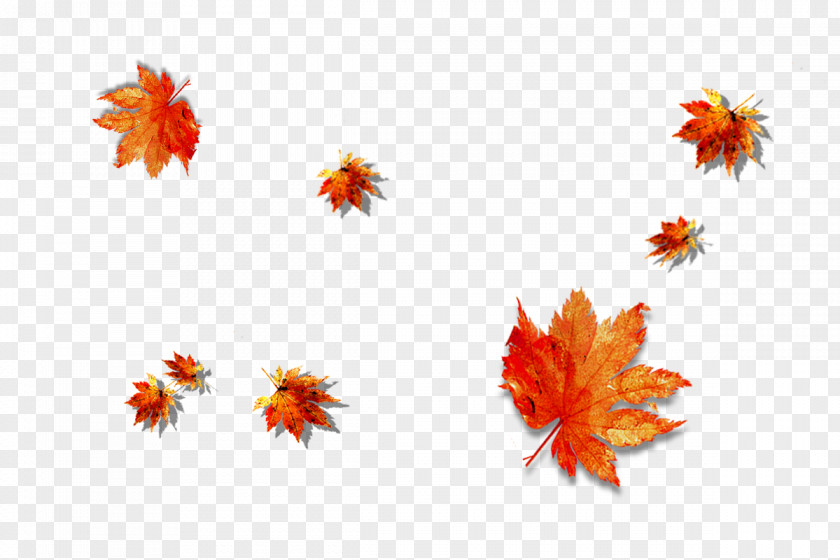 Red Maple Leaf Clip Art PNG