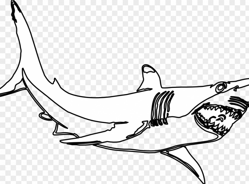 Shark Great White Clip Art Drawing Image PNG