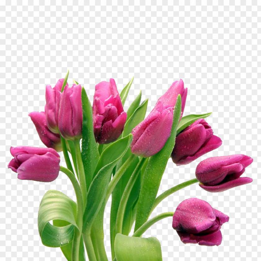 Tulip Clip Art Desktop Wallpaper Flower Bouquet PNG
