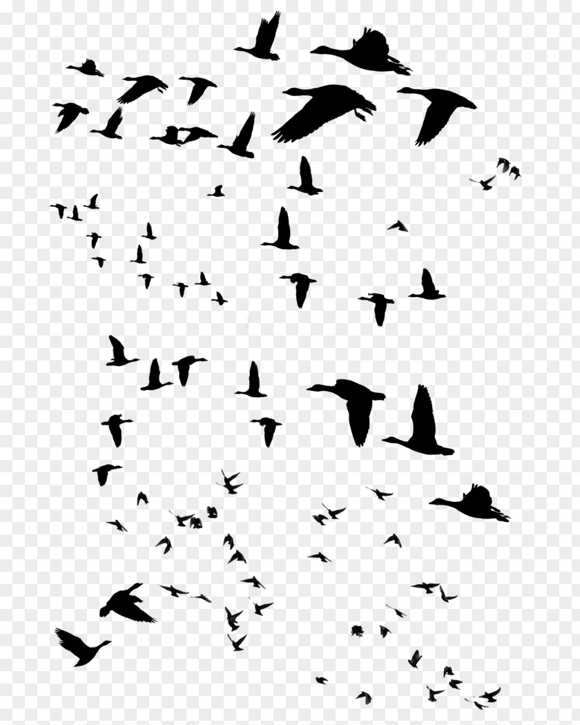 Bird Beak Migration Water Clip Art PNG