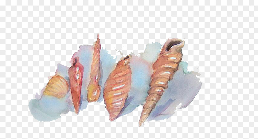 Conch Seashell Watercolor Painting PNG