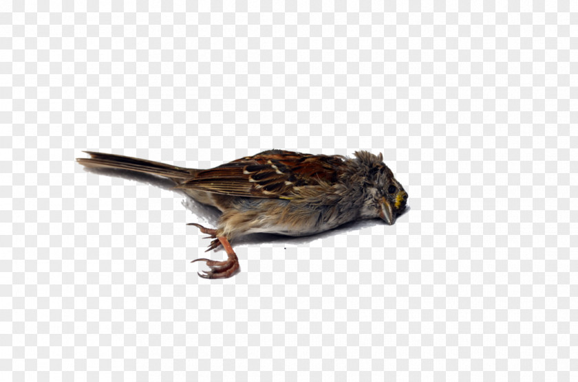 Dead Bird Wren Death PNG