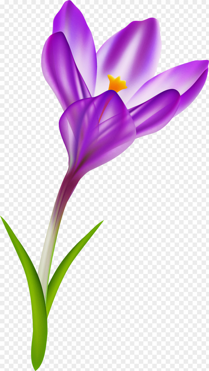 Flower Violet Purple Plant Petal PNG