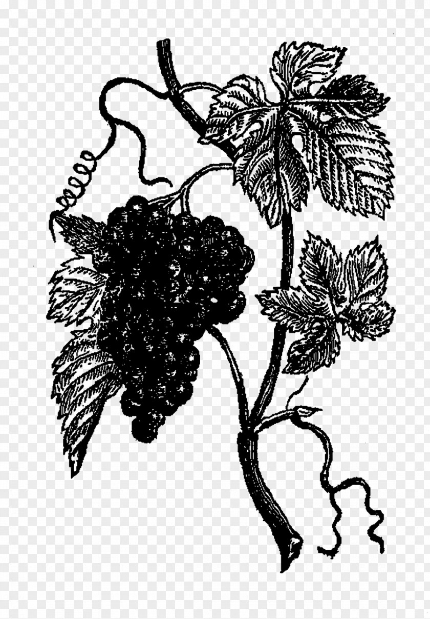Grape Drawing Floral Design /m/02csf PNG
