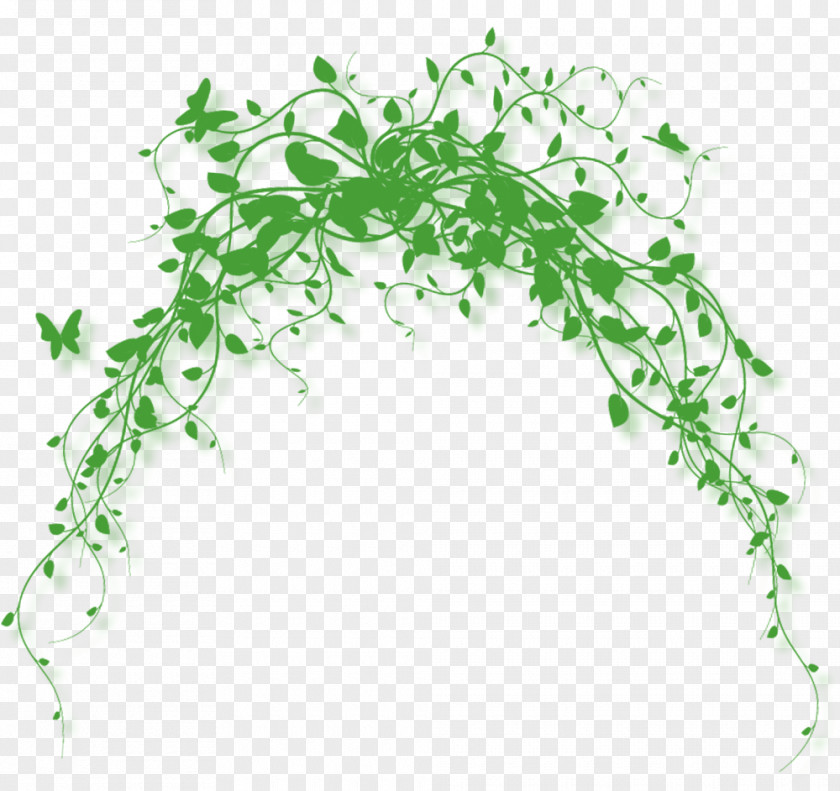 Leaves Green Butterfly Vine PNG