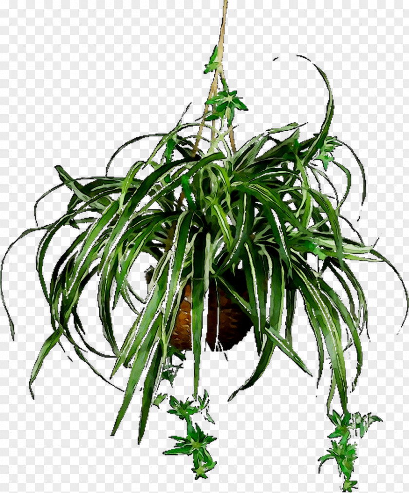 Nearly Natural Spider Plant Hanging Basket Chlorophytum Comosum Plants Natural, Inc. PNG