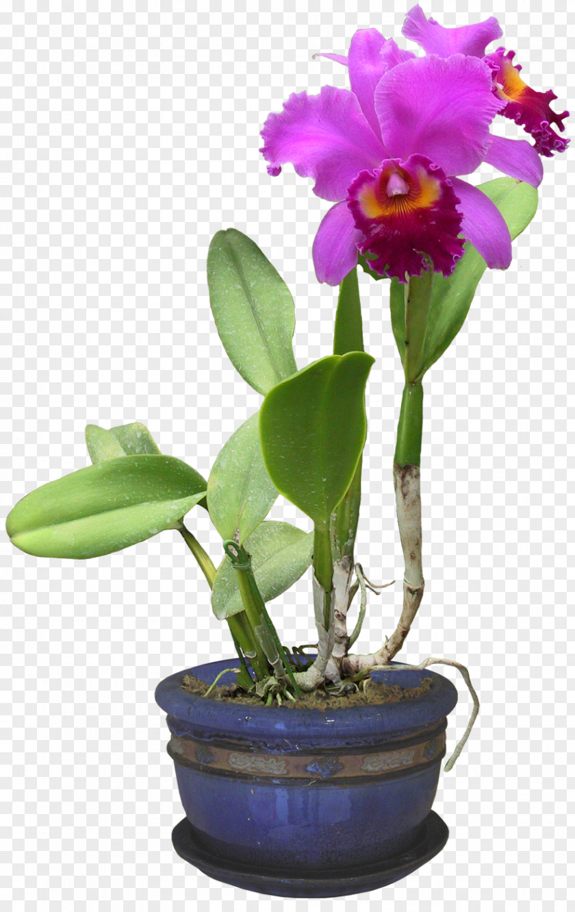 Plants Orchids Clip Art File Format Burknar PNG
