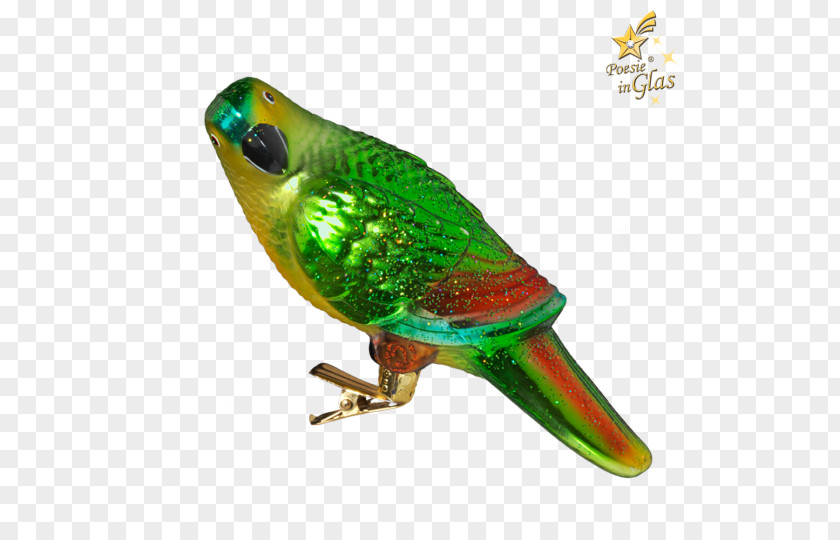 Quaker Parrot Christmas Macaw Parakeet Feather Pet Beak PNG