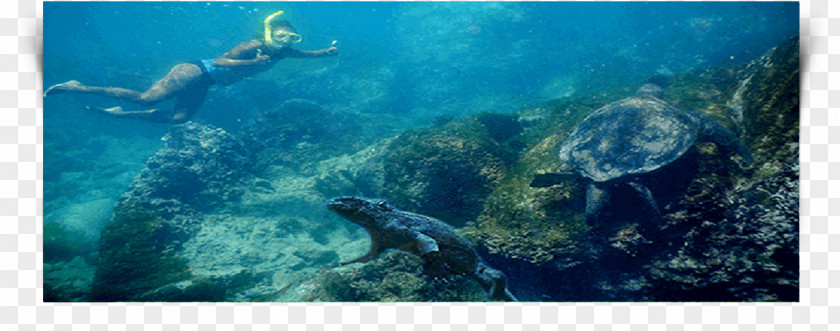 Sea Loggerhead Turtle Coral Reef Underwater PNG