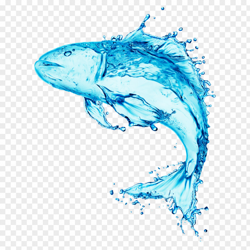 Water Stock Photography Fish PNG