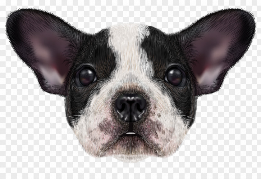 Cute Cartoon Hand-painted Realistic Bulldog French Dogue De Bordeaux Boston Terrier Basset Hound PNG