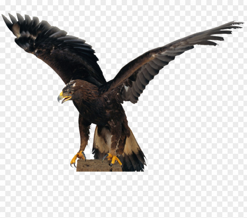 Eagle Falconiformes Bald Hawk Owl Flight PNG