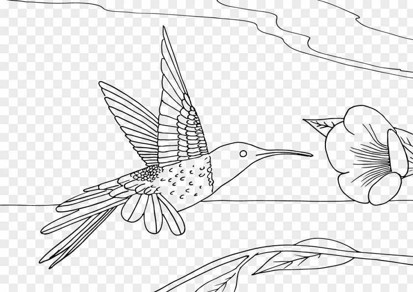 Golondrinas Hummingbird Coloring Book Drawing Line Art PNG