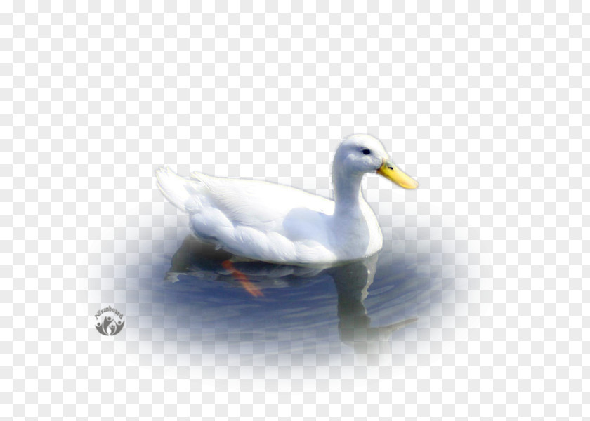 Goose Mallard Duck American Pekin Water PNG