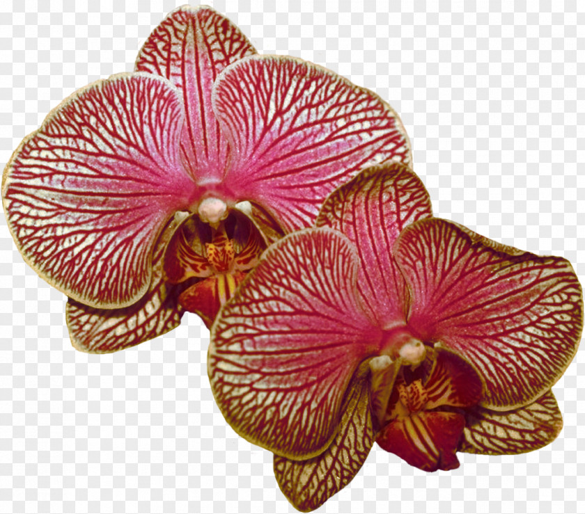 Lilac Moth Orchids PNG