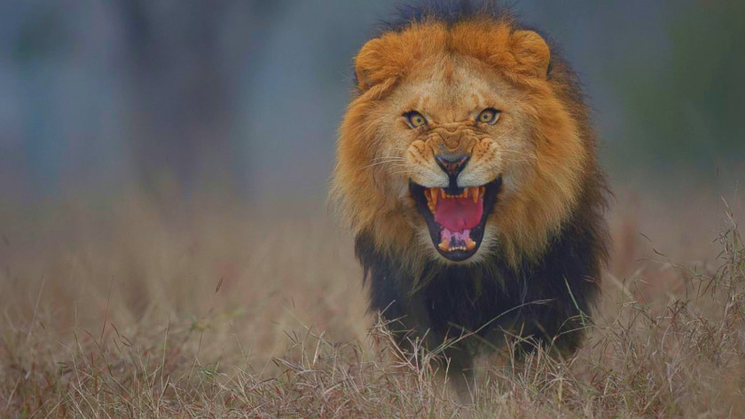 Lion Pakistan Photographer Tiger PNG