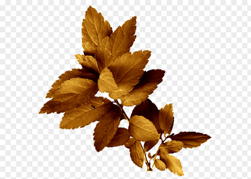 Painting Leaf Drawing PNG