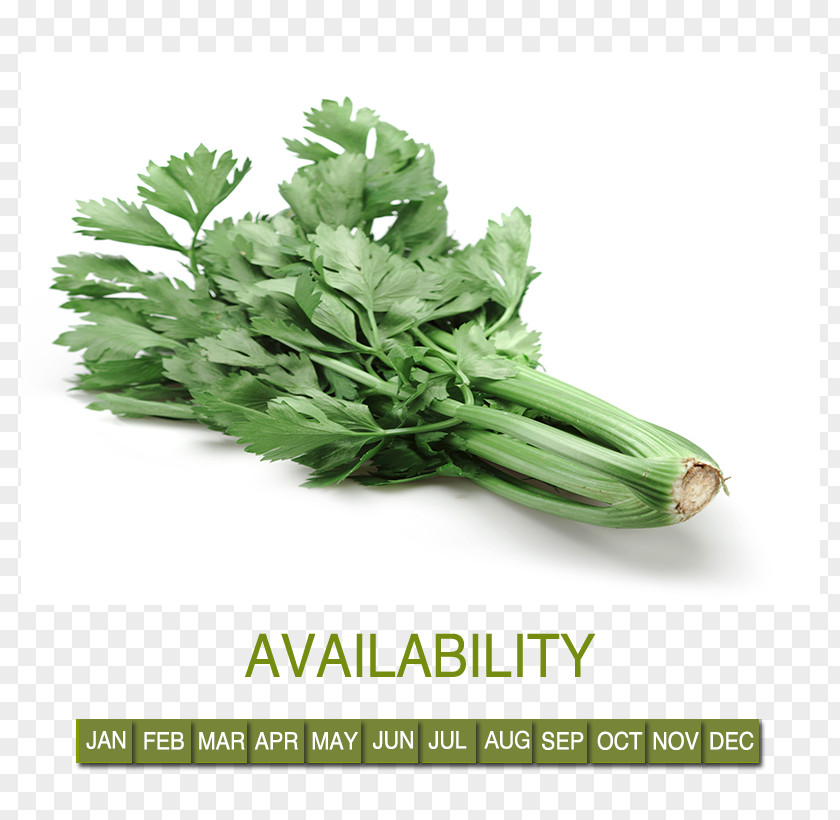 Vegetable Wholesale Leaf Food Celery Herb PNG