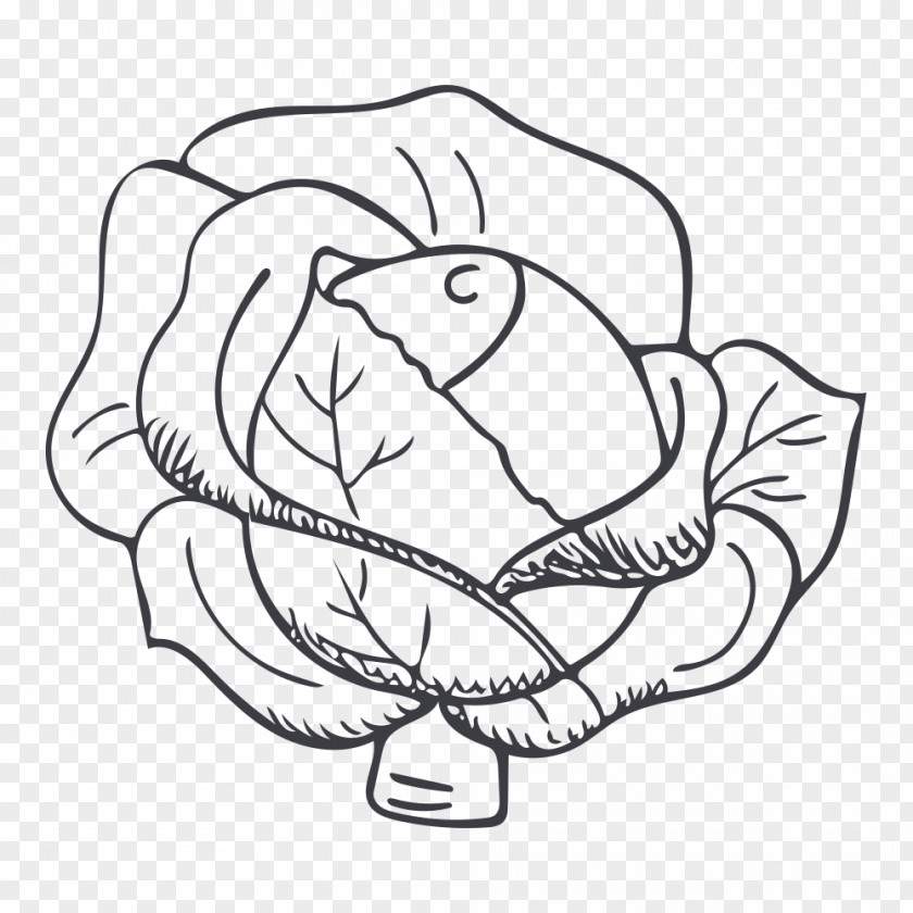 Hand Painted Cabbage Black And White Clip Art PNG
