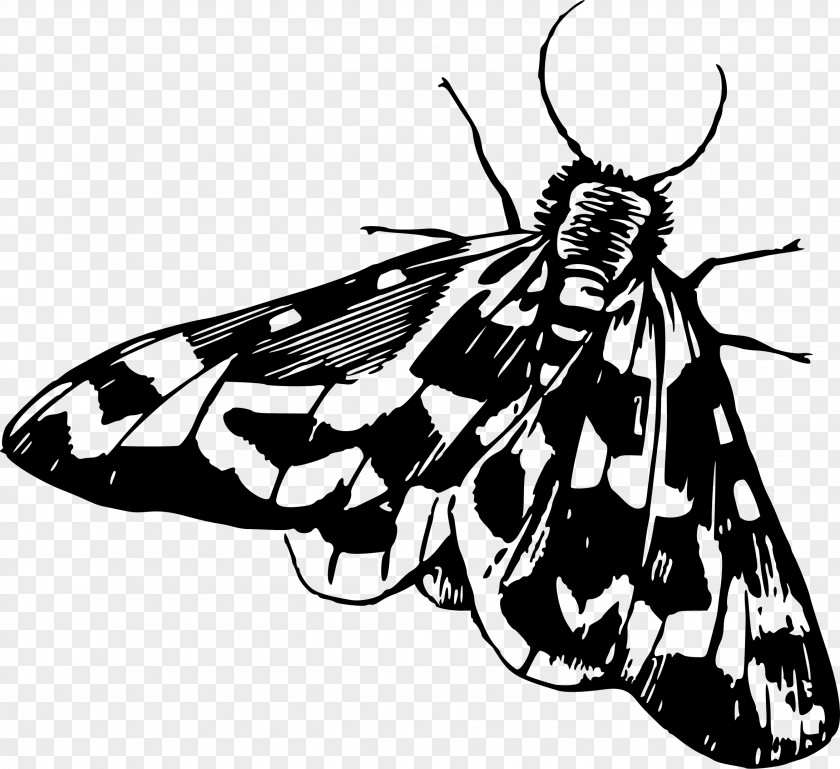 Insect Moth Clip Art PNG
