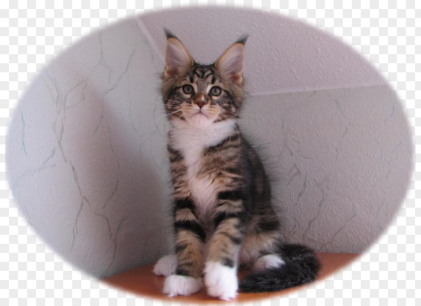 Kitten Maine Coon American Shorthair European Wirehair PNG