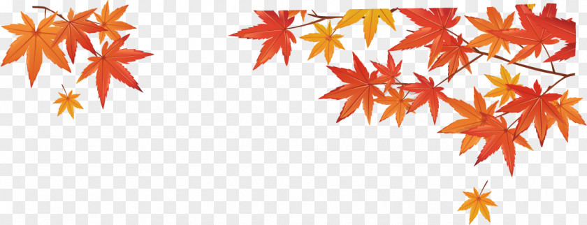Maple Leaves Autumn Leaf Google Images PNG