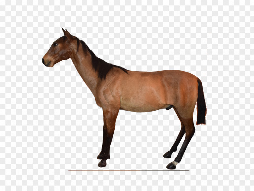 Mustang Pony Rein Foal Stallion PNG