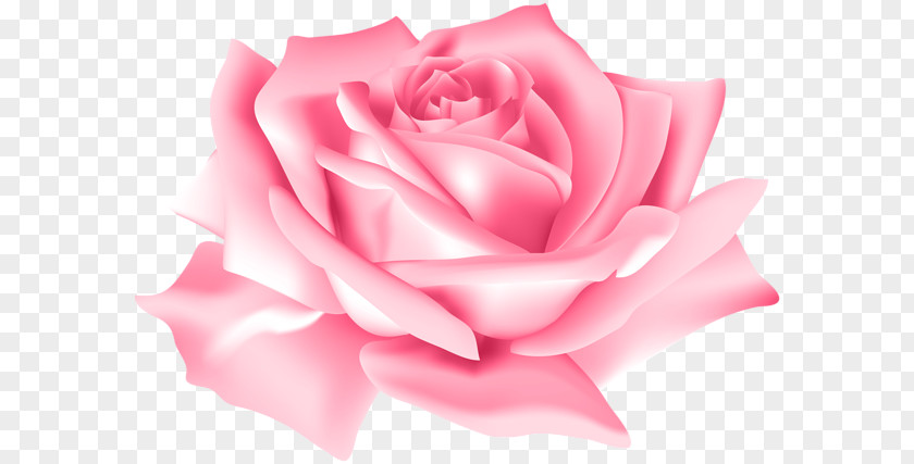 Pink Flowers Rose Clip Art Flower Image PNG