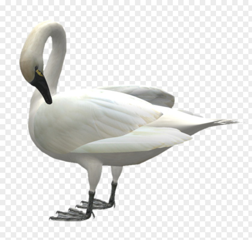 Plumed Swan Cygnini Goose Bird Domestic PNG