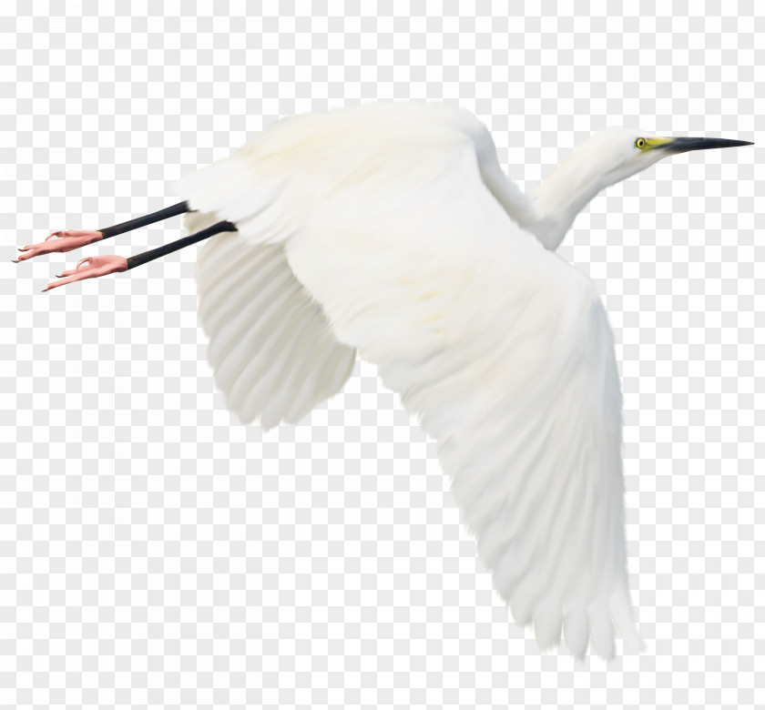 White Crane Bird Heron Stork Egret PNG