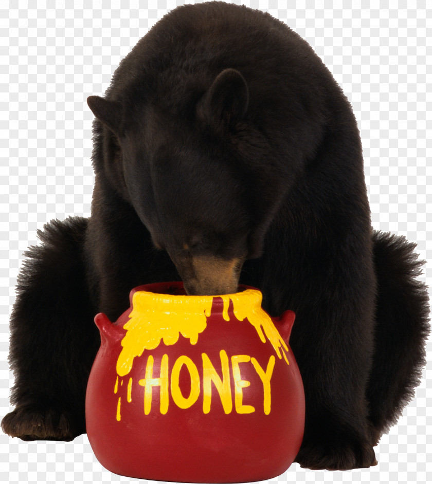 Brown Bear Eats Honey Image PNG