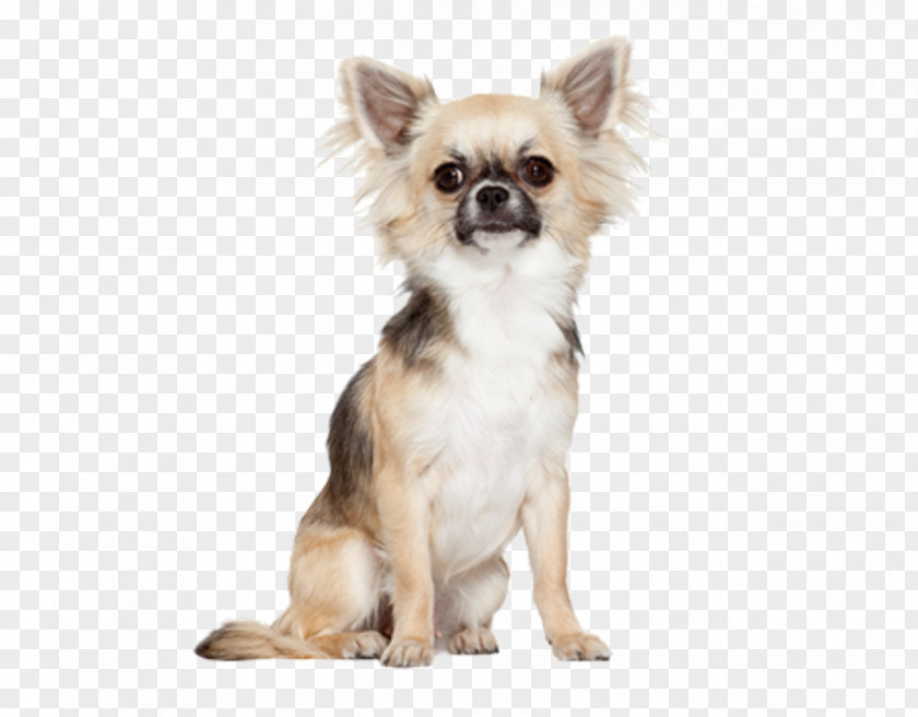 Chihuahua Pomeranian Bichon Frise Maltese Dog Yorkshire Terrier PNG