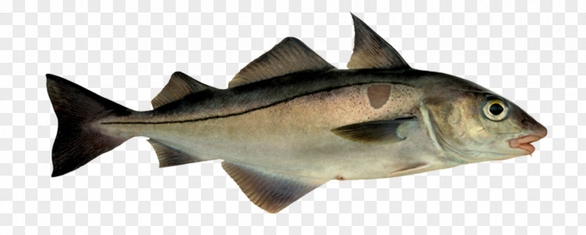 Fish Haddock And Chips Pollock Atlantic Cod Hake PNG