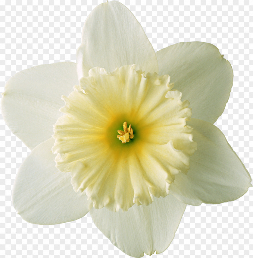 Frangipani Narcissus Tazetta PNG