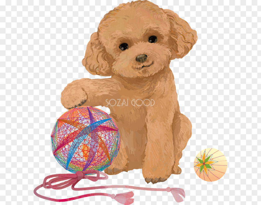 Puppy Toy Poodle Miniature Goldendoodle Cockapoo Spanish Water Dog PNG