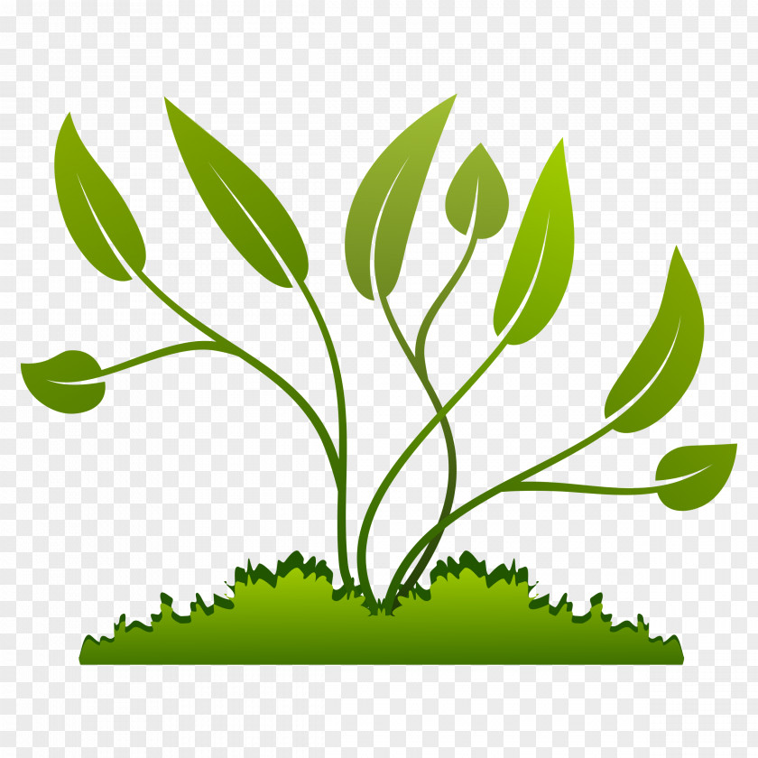 Vegetation Plant Coffea Clip Art PNG